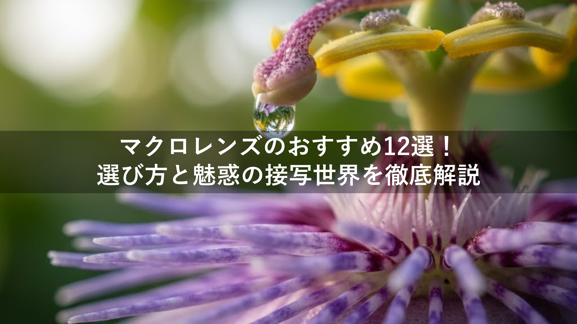 マクロレンズおすすめ12選！選び方と魅惑の接写世界を徹底解説