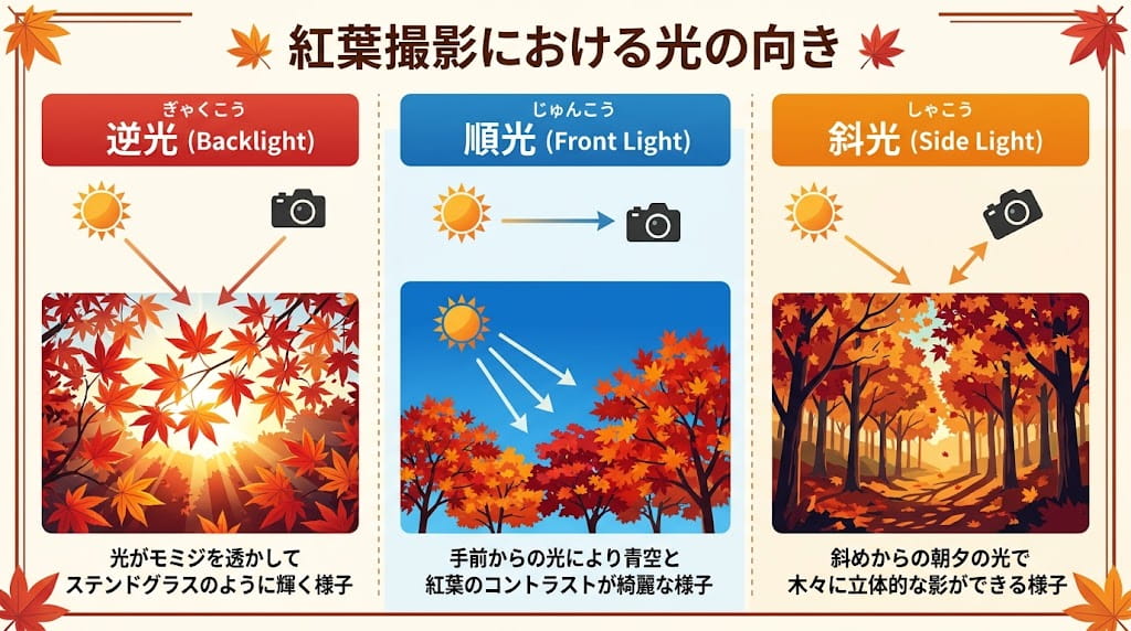 紅葉撮影における光の向き（順光・逆光・斜光）の解説イラスト