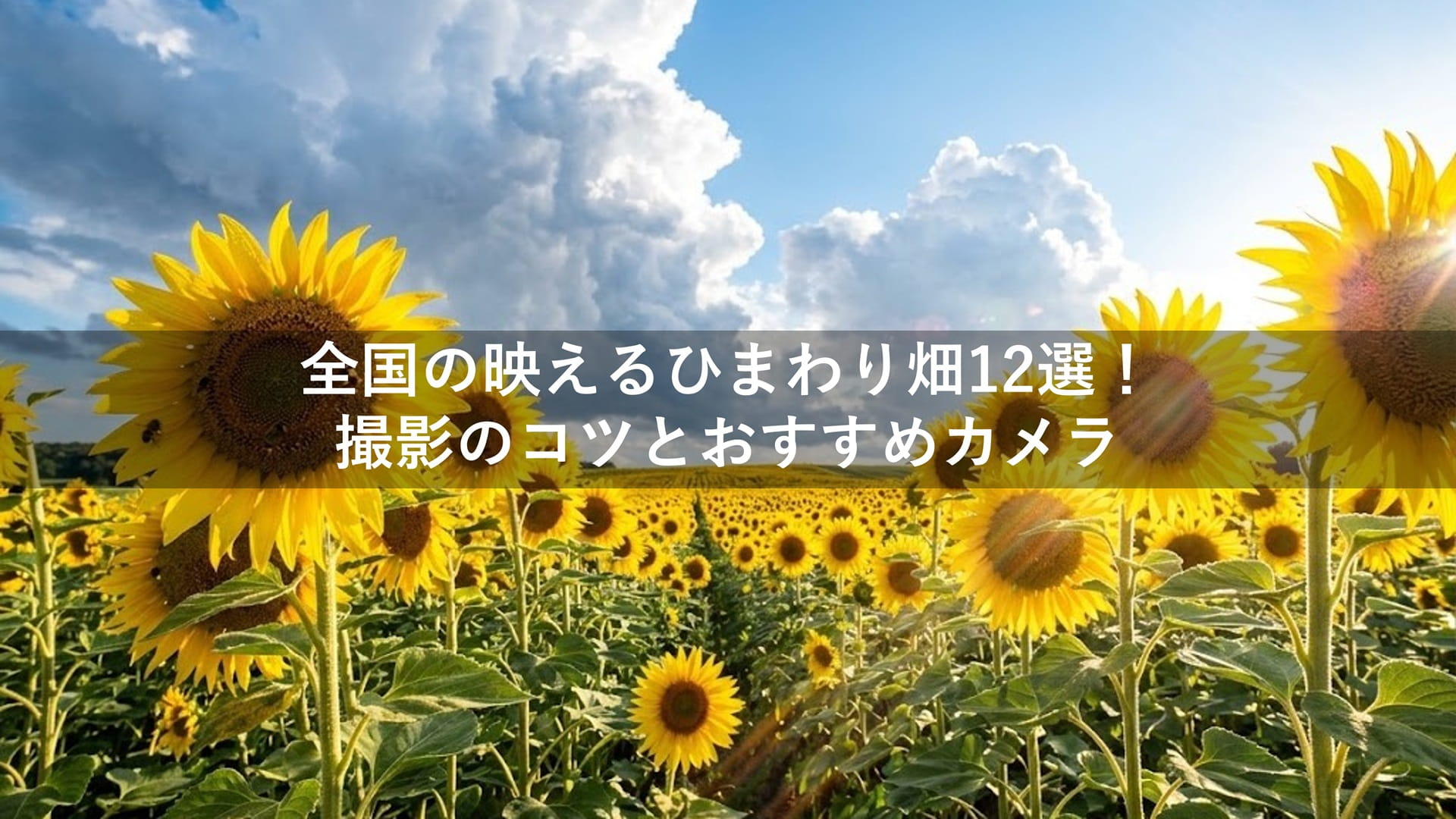 全国の映えるひまわり畑12選！撮影のコツとおすすめカメラ