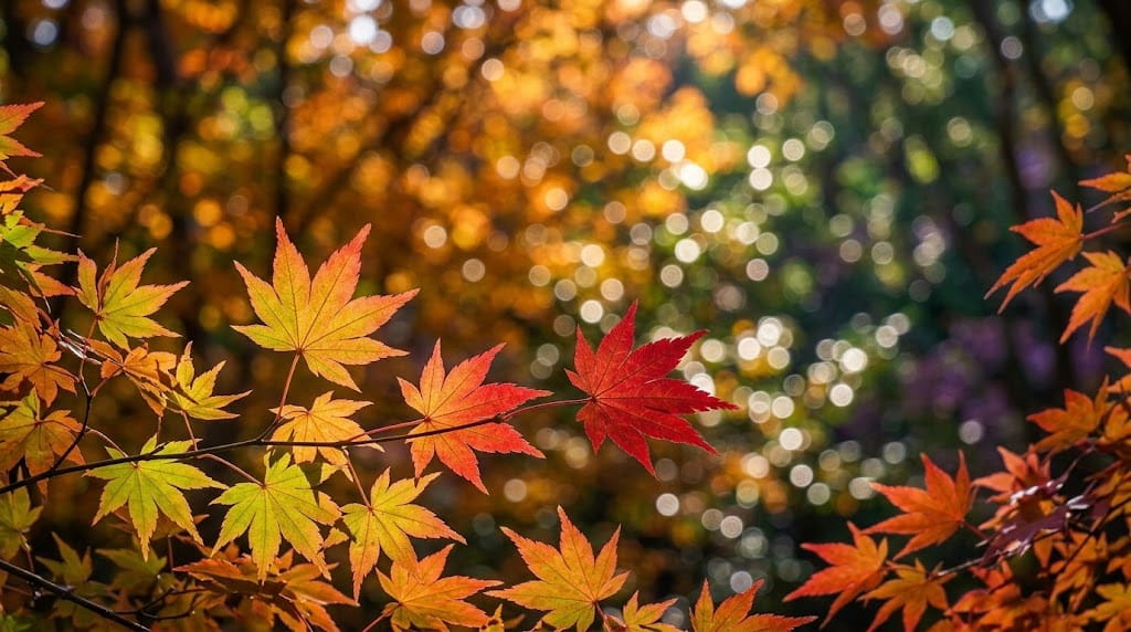 逆光に透けるグラデーションと玉ボケの紅葉