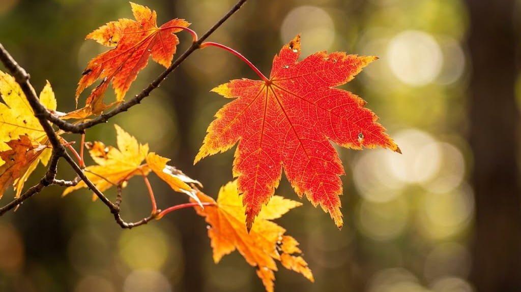 陽光に透ける鮮やかな真紅と黄金色の紅葉