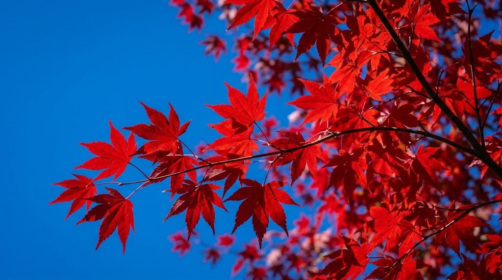 青空や暗い背景のコントラストで主役を際立たせた紅葉