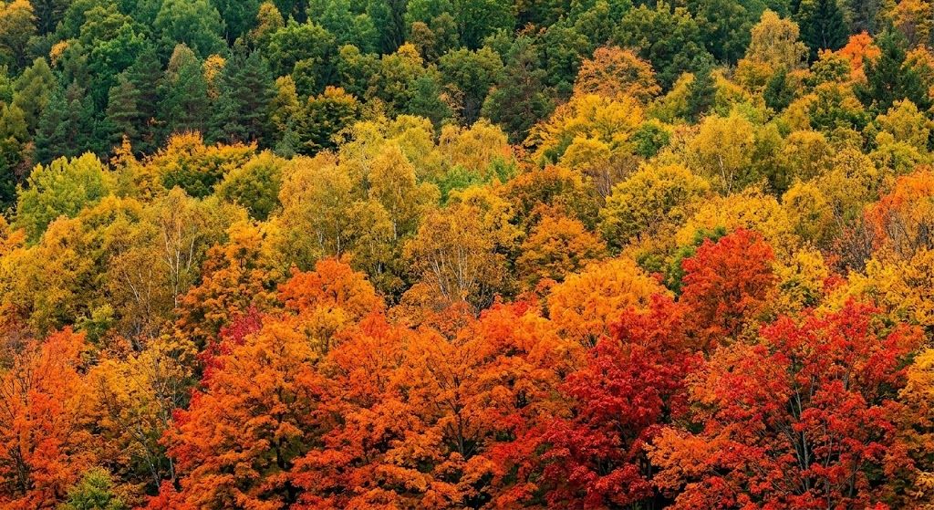 望遠レンズで遠くの紅葉を切り取った写真