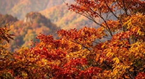 秋の山の紅葉 望遠レンズでの引き寄せ