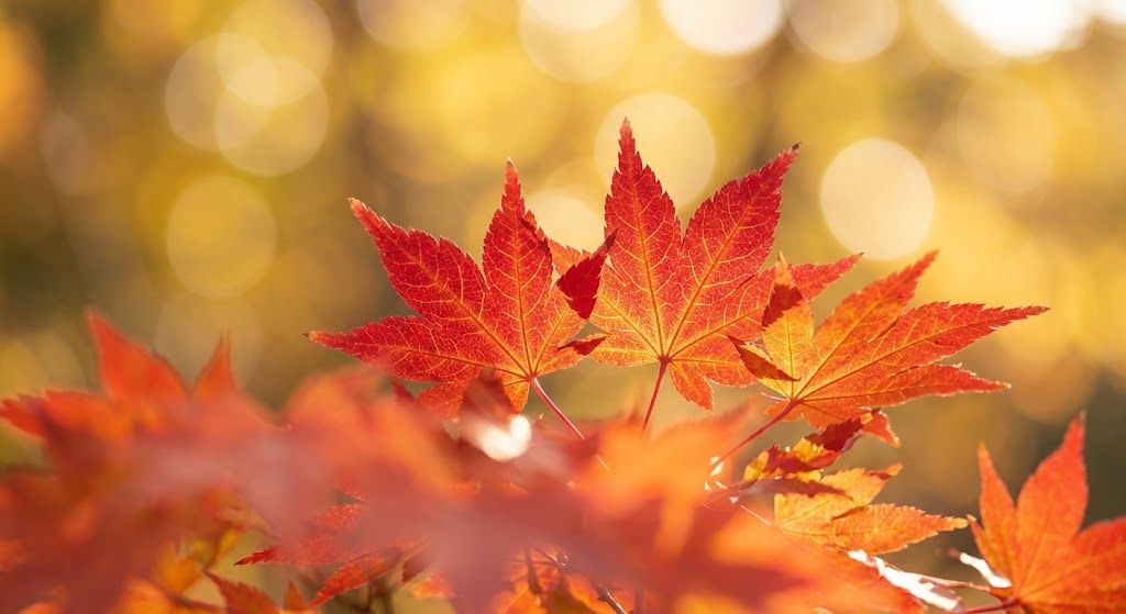 鮮やかに色づいた深紅と橙色のモミジの葉のクローズアップ