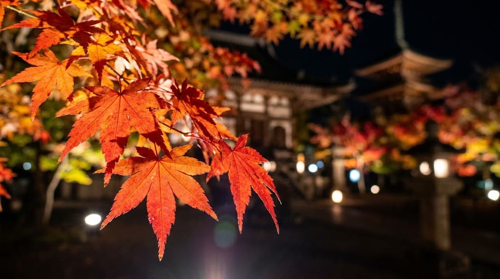 美しくライトアップされた紅葉のクローズアップ